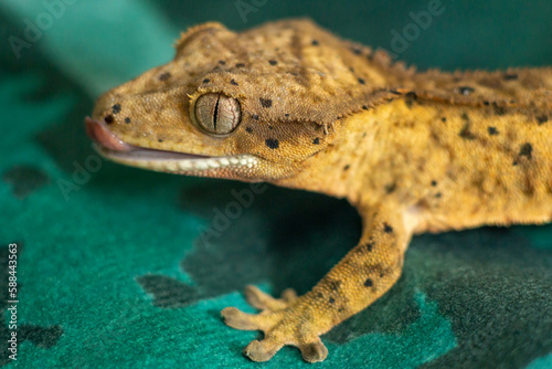 Gekko gecko, crested gecko