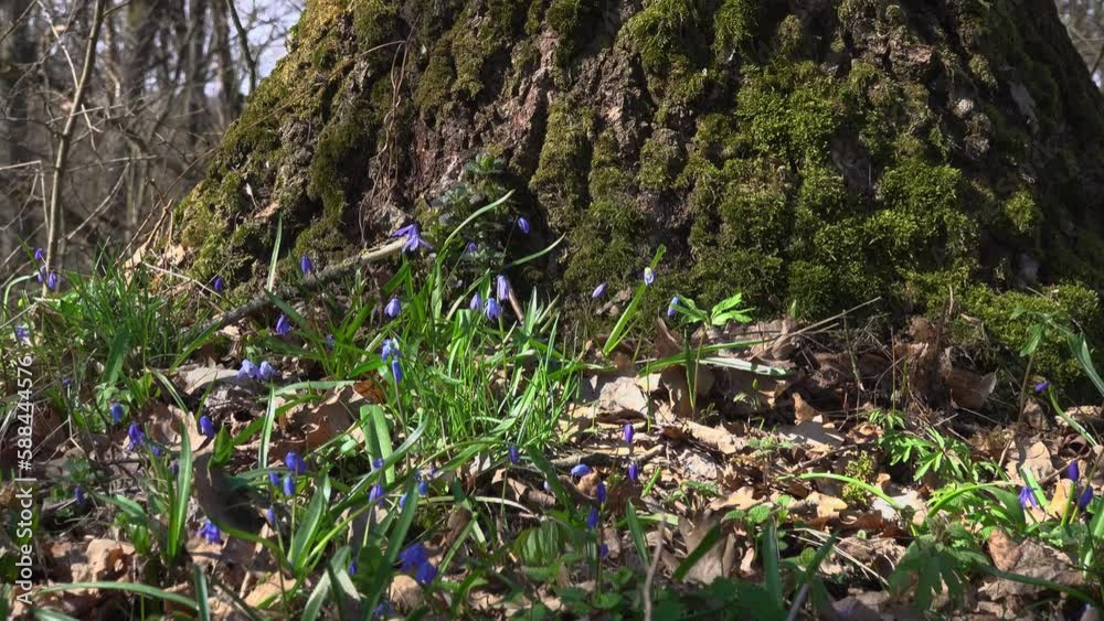 Scilla flowers against the background of a tree trunk. Scilla flowers against the background of a tree trunk.