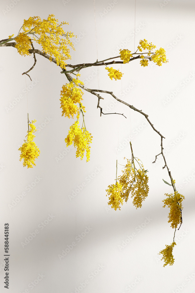 Obraz premium Hanging yellow mimosa flowers against white wall with shadows on it. Concept of women's or mothers day. Flower composition for interior decoration. Spring concept.