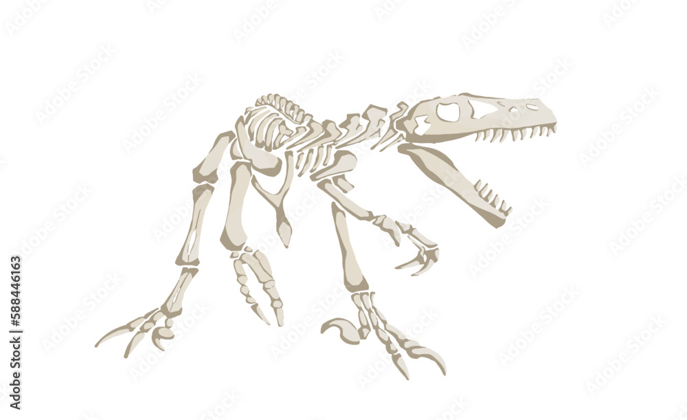 Fototapeta premium Graphical color skeleton of raptor isolated on white, vector illustration, paleonthology