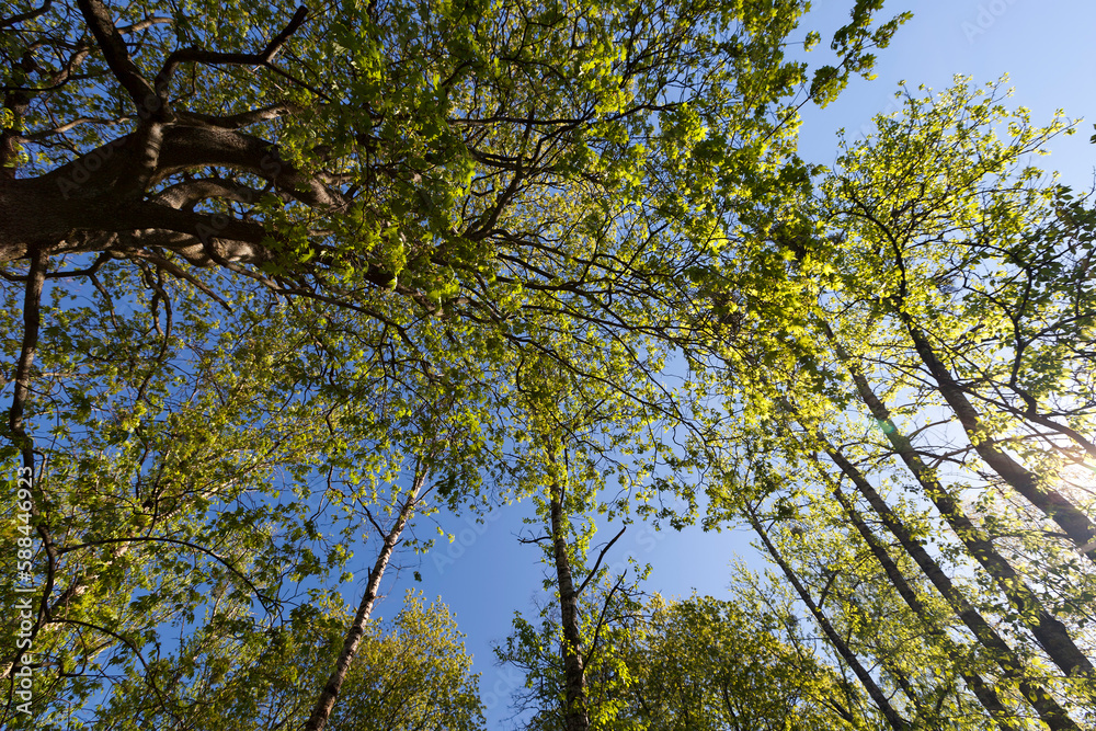 Young spring foliage of trees in the spring season Young spring foliage of trees in the spring season