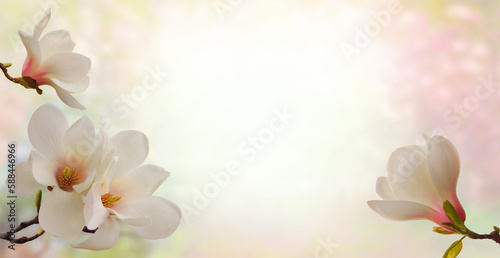 Magnolia flowers. Branches of magnolia tree with flowers in spring time. Spring or gardening background. Happy Mother‘s Day theme. 
