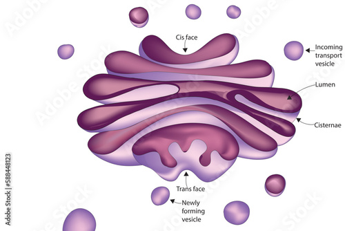 dictyosome photo