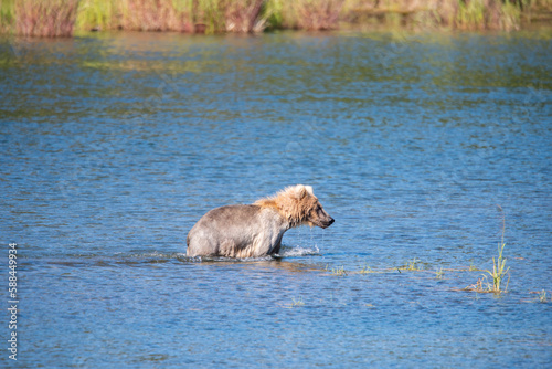 a bear running in the water 