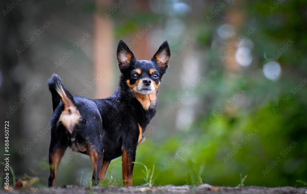 miniature pinscher, miniature, black in the meadow, on a sunny spring day. In the forest, on the green grass