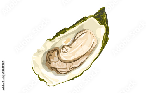 Oysters. Oyster shell vector set, hand drawn fresh oysters isolated on white background for cooked delicacies or delicacy food decor