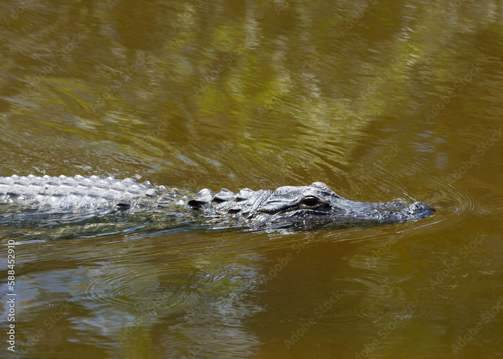 American alligator glides through brownish-green water close up. American alligator glides through brownish-green water close up.