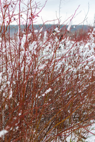 snow covered tree photo