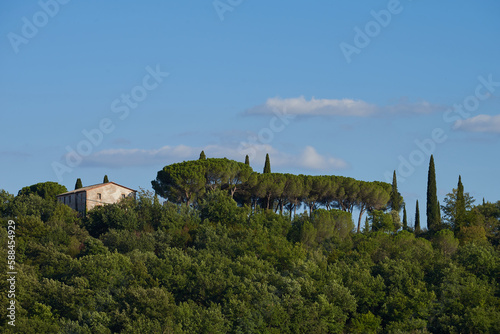 Cypresses and pine trees in the Italian landscape in Tuscany in summer