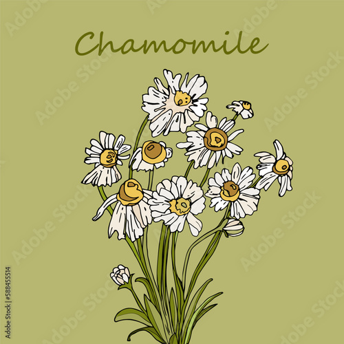 Sketch chamomile with text on a light green background