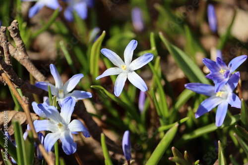 Sweden. Scilla luciliae is a species of flowering plant in the family Asparagaceae. 