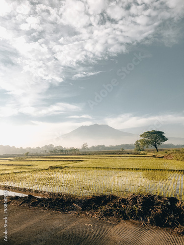 rice field and mountains