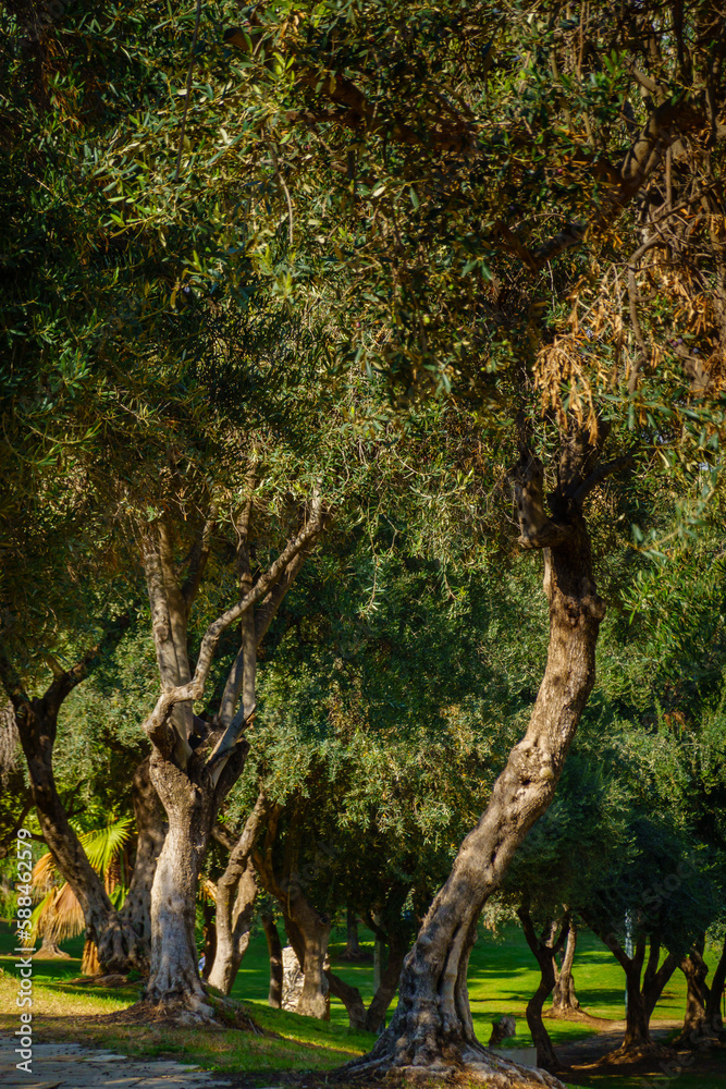 Fototapeta premium Lush trees growing in park