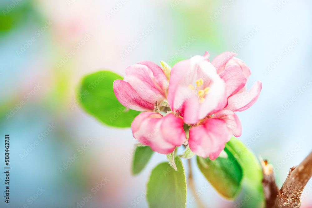 Obraz premium Pink orchard flowers on a branch on a spring sunny day. Pink tree flowers with blurred background.