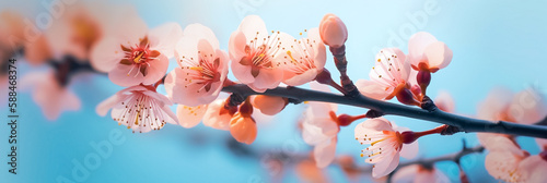 Pink cherry blossoms on a branch. Delicate Macro shot of almond blossom or sakura close up. Spring flowers of cherries tree. © esvetleishaya