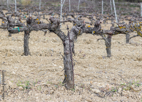 Detail of the trunk of a grapevine photo