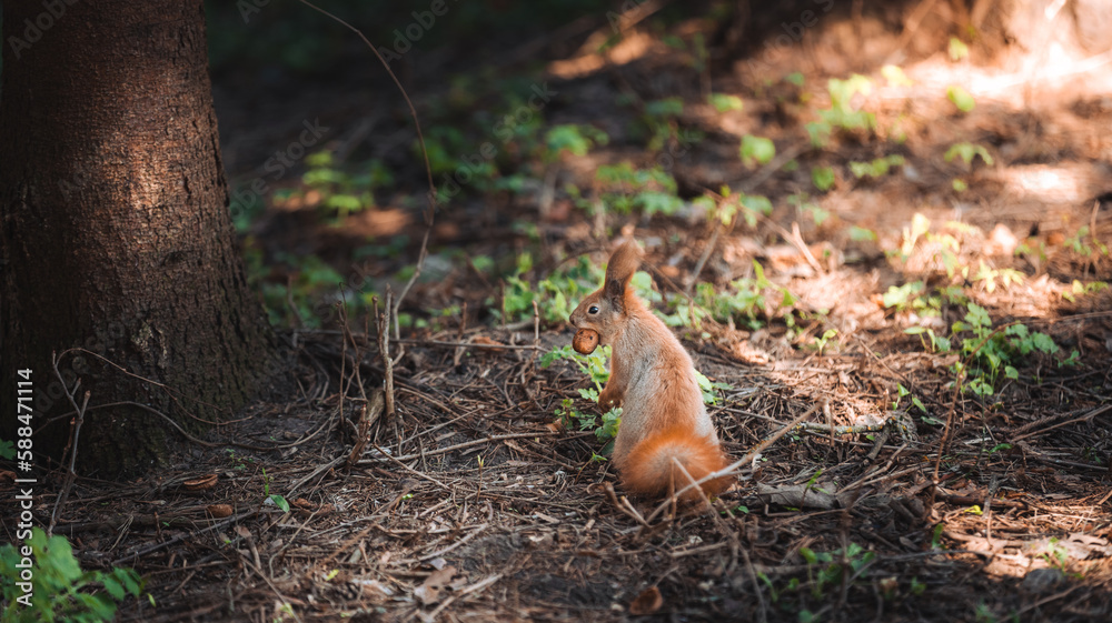 Ukraine, nature, squirrel, squirrel with a nut in his mouth, close-up Ukraine, nature, squirrel, squirrel with a nut in his mouth, close-up