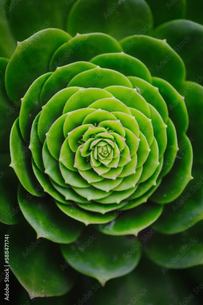 Obraz premium succulent