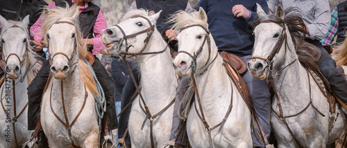 Bandido et abrivado dans une rue de village dans le sud de la France. Taureaux et chevaux de Camargue en liberté dans les rues. Tradition taurine. 