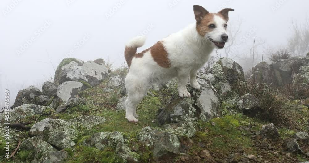 dog in a foggy forest. jack russell terrier stands on the stones. pet in the mountains. High quality 4k footage