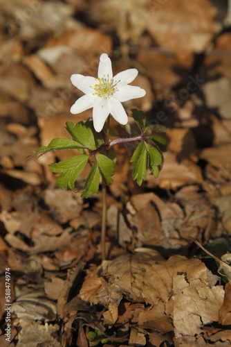 Wallpaper Mural Wood anemone flower in the spring forest Torontodigital.ca