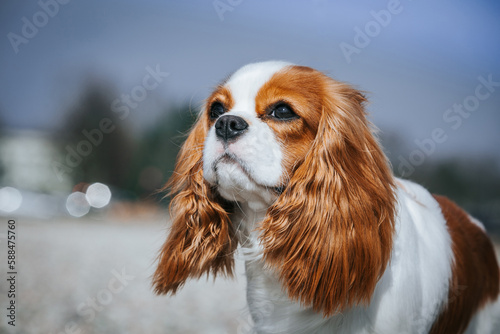 Beautiful dog in the grass background. Kavalier king charles spaniel 