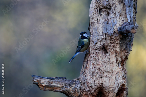 Il picchio muratore o Sitta europaea Linnaeus photo