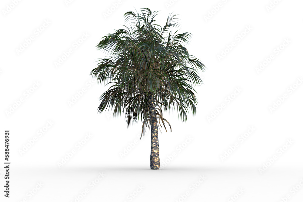 Obraz premium Tropical palm tree with green foilage