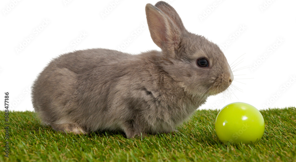 Fototapeta premium Bunny with green Easter egg 