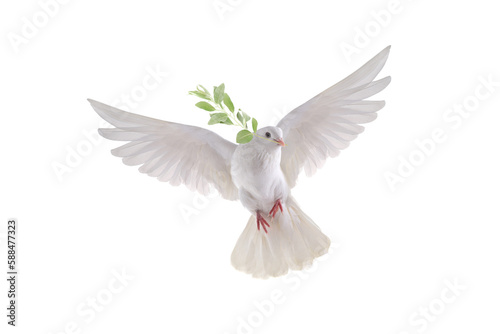 white dove in flight on a white background with an olive branch photo