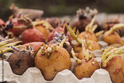 multi-colored potato tubers for planting in the ground in spring with strong sprouts