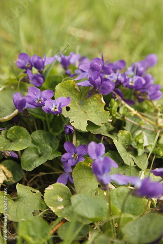 Sweet violet, Viola odorata