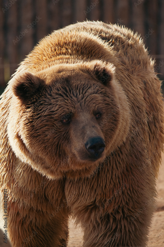 Fototapeta premium brown bear portrait