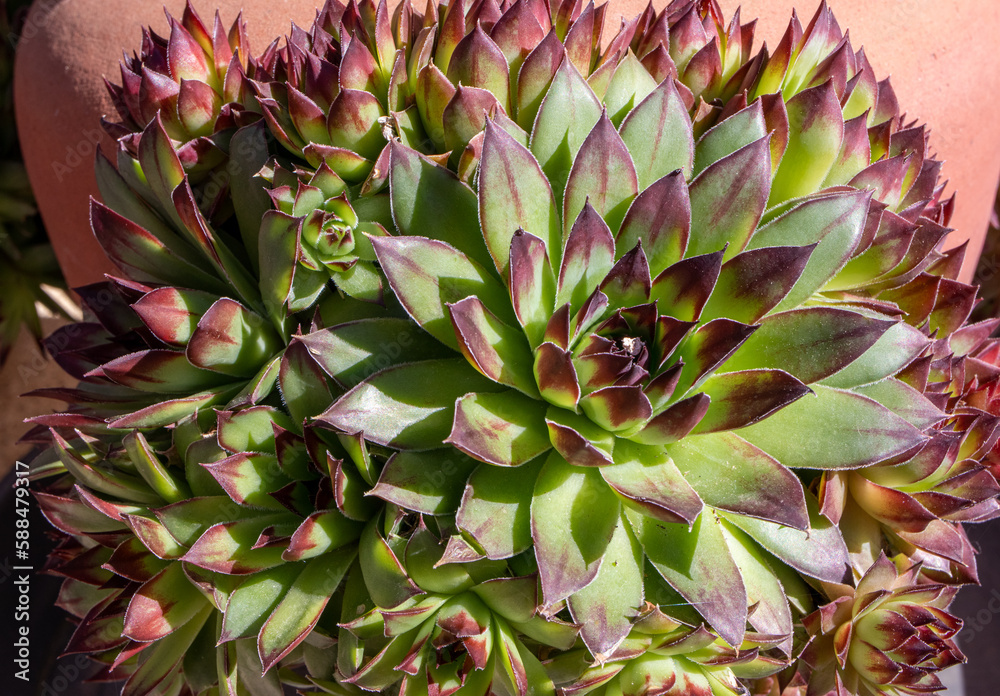 Obraz premium Succulent peeking out of a hole in a clay pot