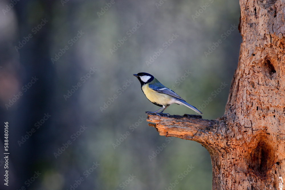 Il picchio muratore o Sitta europaea Linnaeus Il picchio muratore o Sitta europaea Linnaeus