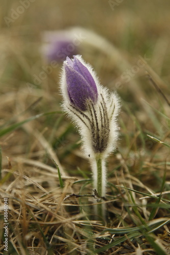 Pasqueflower flower in spring