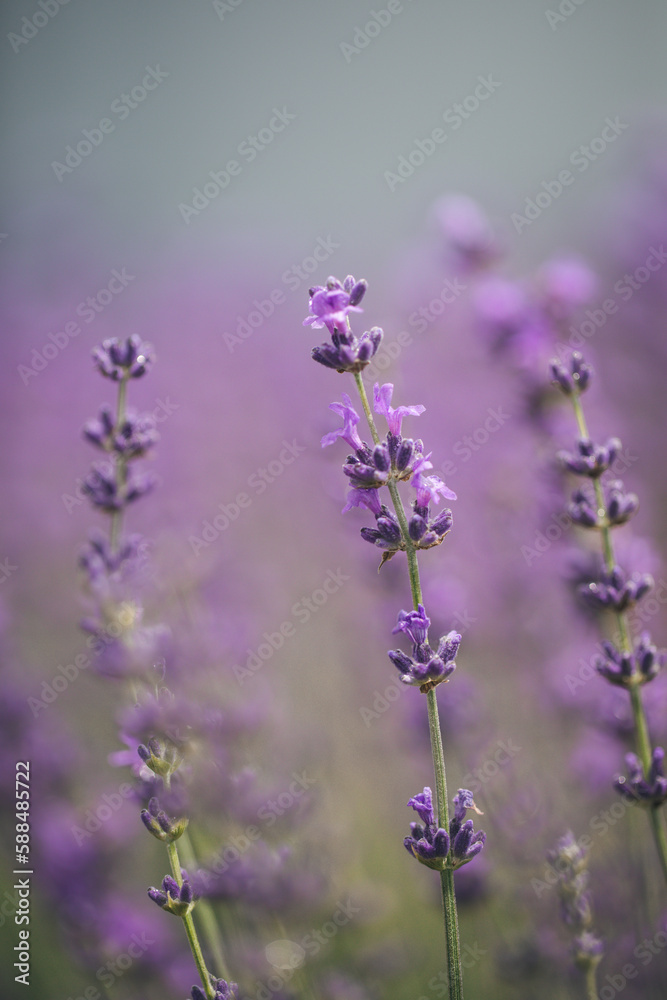 Fototapeta premium Lavender field. Fresh lavender flowers. The main focus is on the lavender flower in the lavender field.