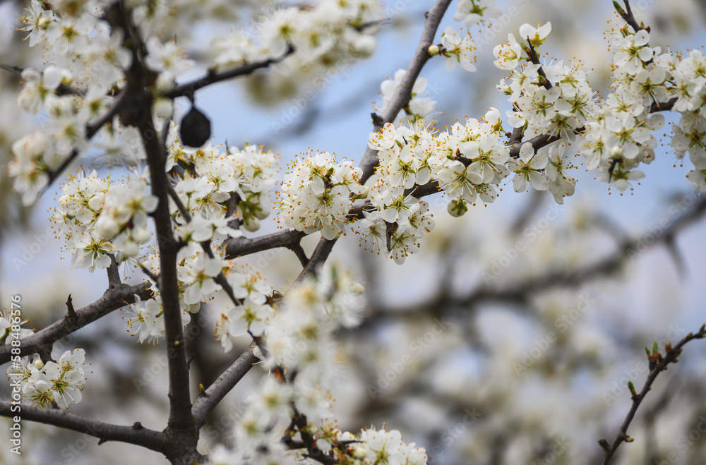 Flowers on the tree branches on a spring day. The trees blossomed. Flowers on the tree branches on a spring day. The trees blossomed.