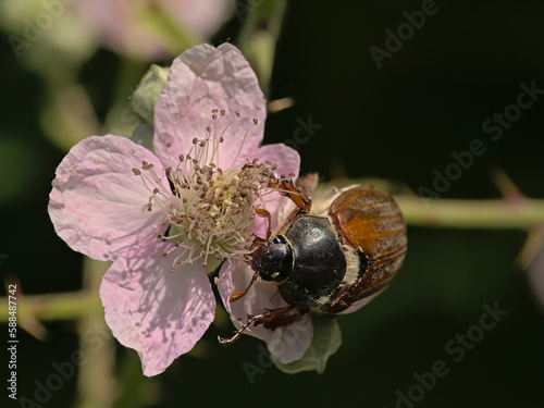 Brown maybug on a blackberry flower photo