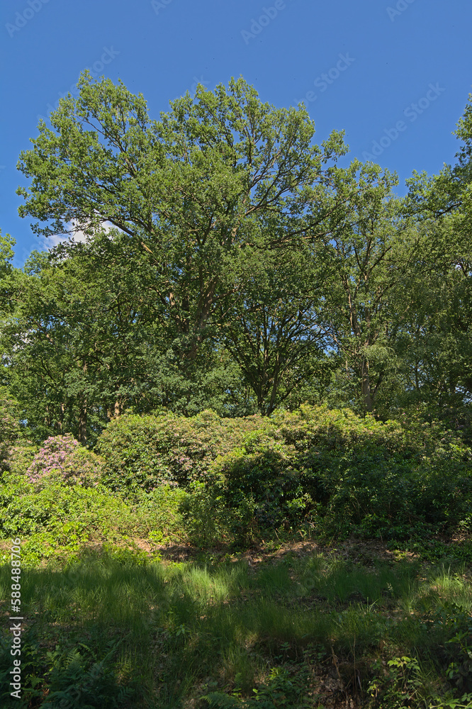 Mixed forest with pine and deciduous trees and rhododendron bush with pink flowers on a sunny summer day with in Kalmthoutse heide nature reserve, Flanders, Belgium 