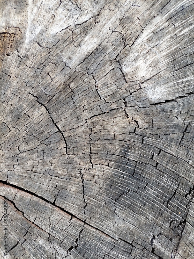 Fototapeta premium The age of trees. The texture of wood created by Nature. 