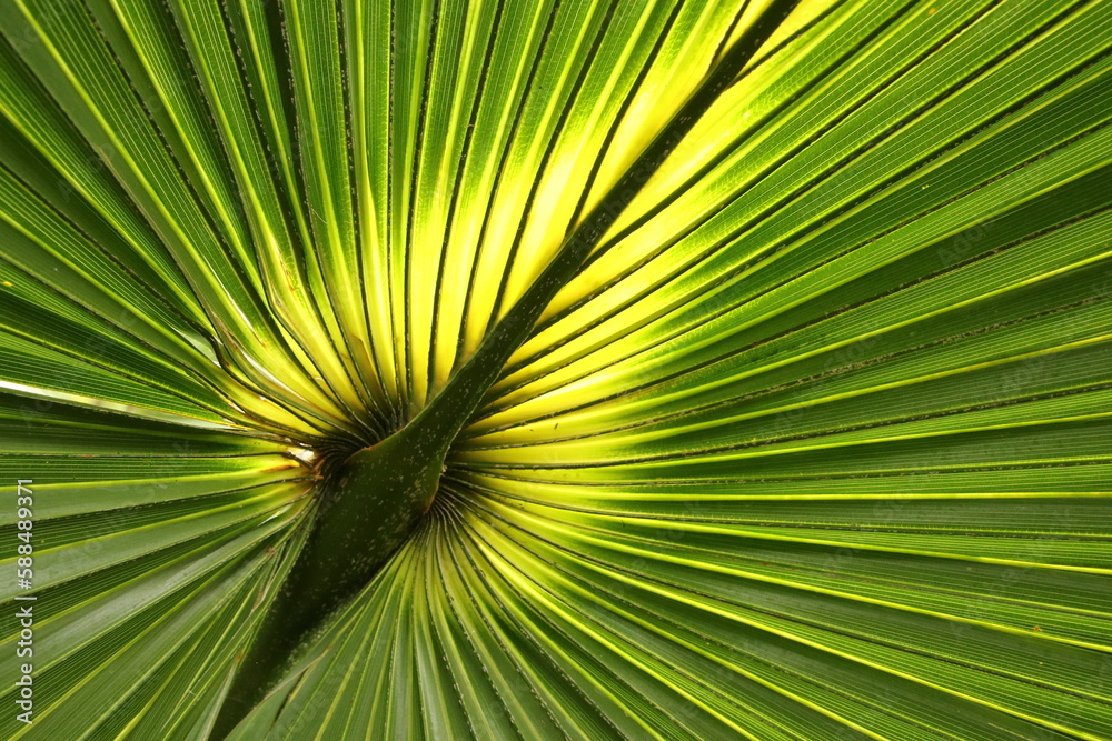 Fototapeta premium Palmwedel im Gegenlicht