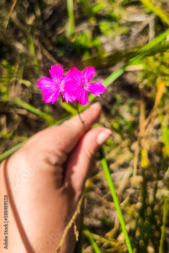 pink Dianthus deltoides in hands on the background of the field.