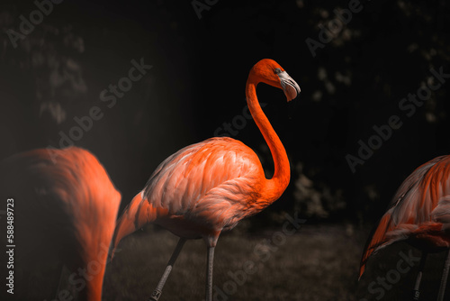 Flamingo in Bahamas