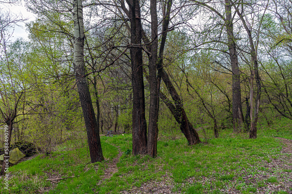 View of the green young grass and the path among the trees in early spring. Spring forest at dusk on the river banks and the silhouette of a bicycle in the distance between the trees. View of the green young grass and the path among the trees in early spring. Spring forest at dusk on the river banks and the silhouette of a bicycle in the distance between the trees.
