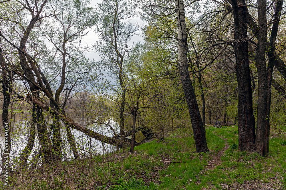 Naklejka premium View of the green young grass and the path among the trees in early spring. Spring forest at dusk on the river banks and the silhouette of a bicycle in the distance between the trees.