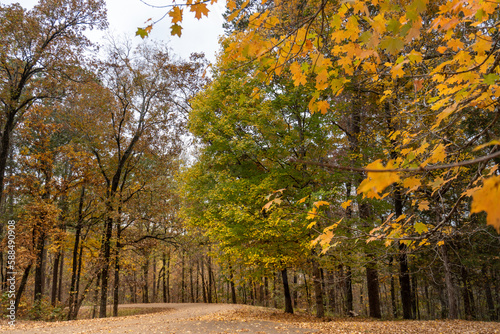 Foto Autumn Leaves at Jeff Busby Site and Little Mountain trail and summit Road