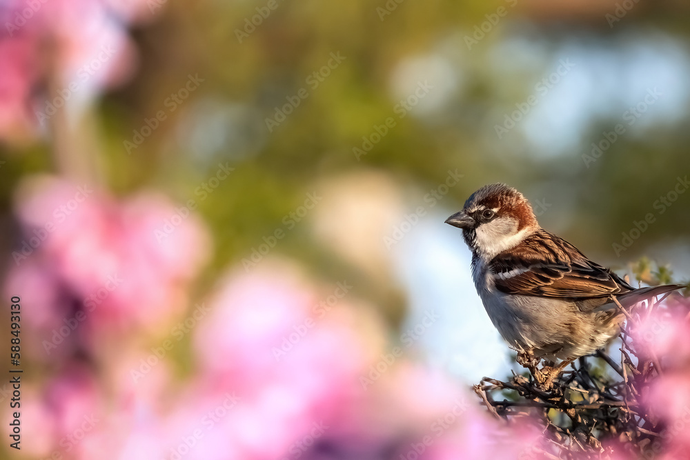 Hello spring from tree sparrow small bird sitting on the tree with pink flowers, happy Easter Hello spring from tree sparrow small bird sitting on the tree with pink flowers, happy Easter