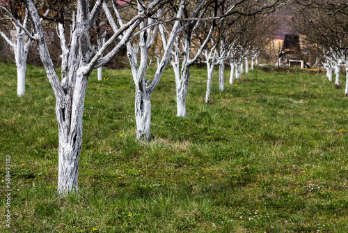 Fruit trees in spring. Painted white to protect against insects.