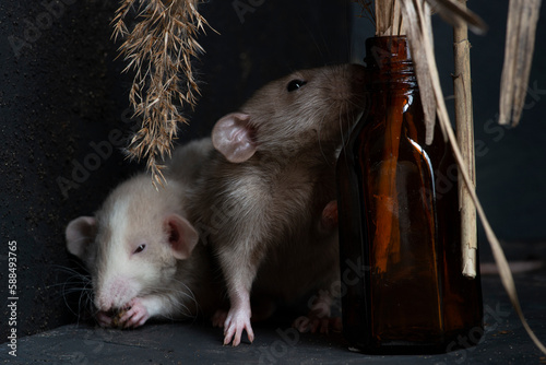 studio, domestic, white, rodent, cute, pet, tail, rat, young, animal, fluffy, mouse, funny, small, nose, hairy, mammal, fur, background, closeup, pest, isolated, paw, curiosity, hair, shot, little, wh
